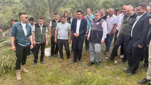 Sinop’ta Delice zeytinleri aşılanarak ekonomiye kazandırılıyor
