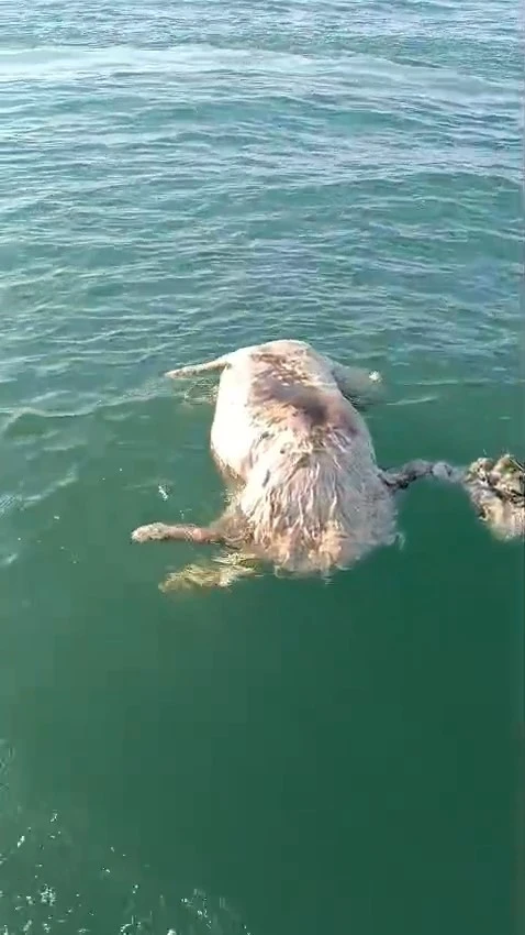 Sinop&rsquo;ta denizde &ouml;l&uuml; inek bulundu
