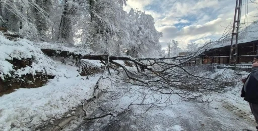 Sinop&rsquo;ta kara yolunda ağa&ccedil; devrildi
