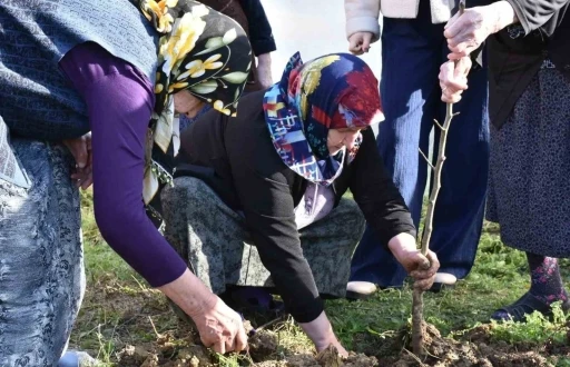 Sinop&rsquo;ta kuşaklar arası g&ouml;n&uuml;l k&ouml;pr&uuml;s&uuml; fidanlarla kuruldu
