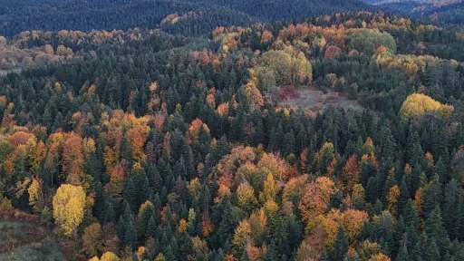Sinop’ta sonbaharda renk cümbüşü yaşanıyor