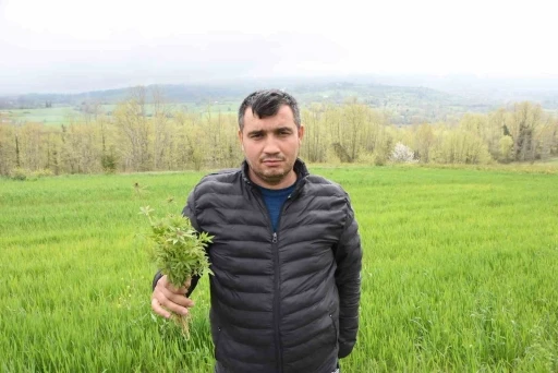 Sinop’ta tarlasında kenevir ele geçirilen çiftçi: &quot;Yasa dışı iş yapmadık, valilik rencide etti&quot;
