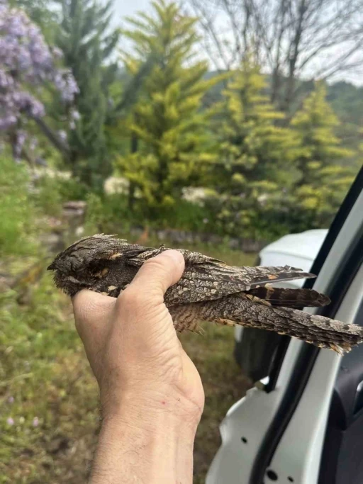 Sinop&rsquo;ta yaralı kuşa şefkat eli
