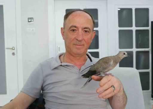 Şırıngayla beslediği yaralı kumru en yakın dostu oldu
