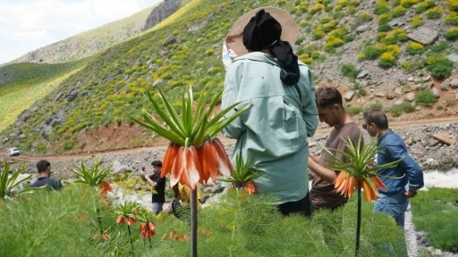 Şırnak&rsquo;ın saklı cennetinde ters laleler mest etti
