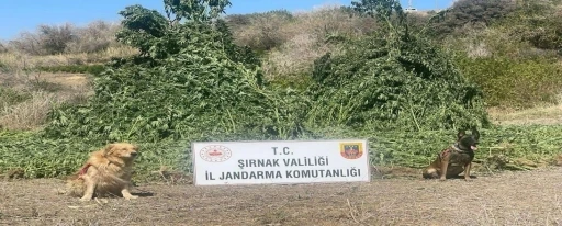 Şırnak’ta 11 milyon liralık kaçakçılık olayı önlendi
