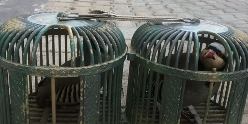 Şırnak’ta araçta 4 keklik ele geçirildi
