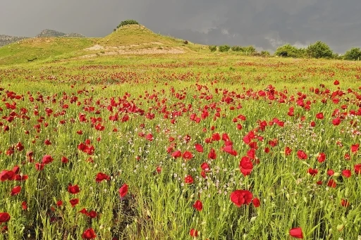 Şırnak&rsquo;ta gelincik tarlasında g&ouml;rsel ş&ouml;len
