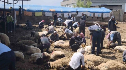 Şırnak&rsquo;ta g&ouml;&ccedil;erler y&uuml;zlerce koyunu imece usul&uuml; kırkıyor
