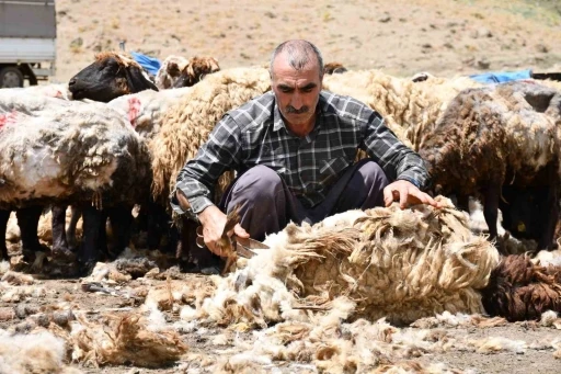 Şırnak&rsquo;ta koyun kırkma mesaisi başladı
