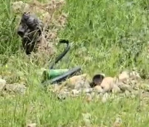 Şırnak’ta odun almaya giden kadın 2 metre uzunluğunda yılan gördü
