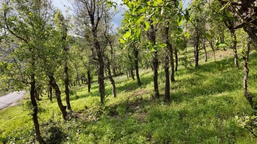 Şırnak&rsquo;ta ormanlık alanda tırtıl istilası
