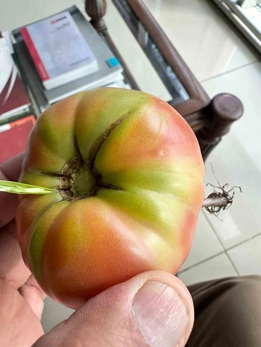 Şırnak’ta şaşkına çeviren olay, domatesin içinde ot yeşerdi
