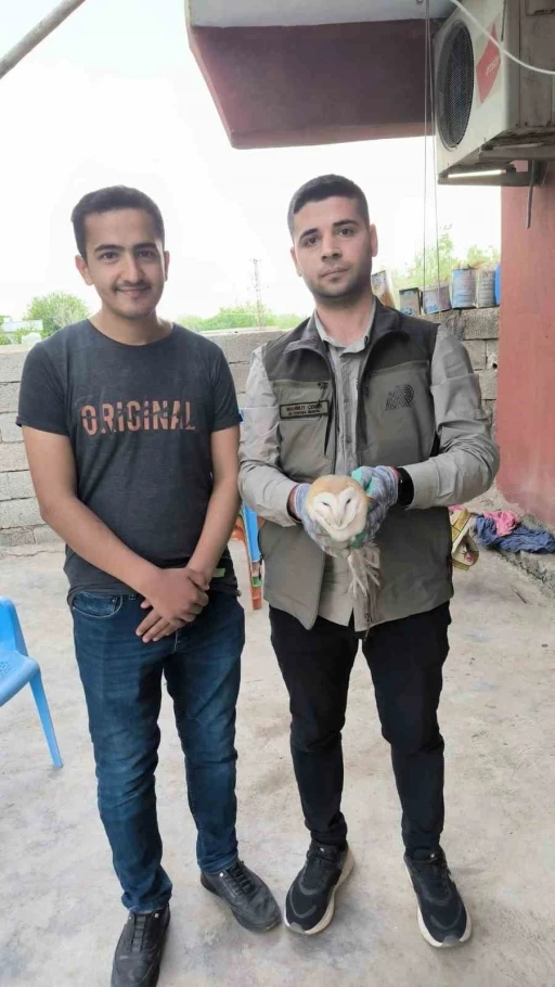 Şırnak’ta yaralı bulunan yaban hayvanları DKMP ekiplerine teslim edildi
