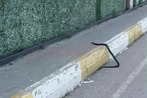 Şırnak&rsquo;ta yılan paniği
