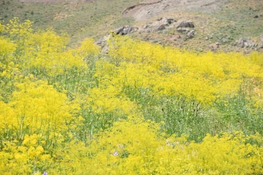 Şırnak yaylaları sarı rengine b&uuml;r&uuml;nd&uuml;
