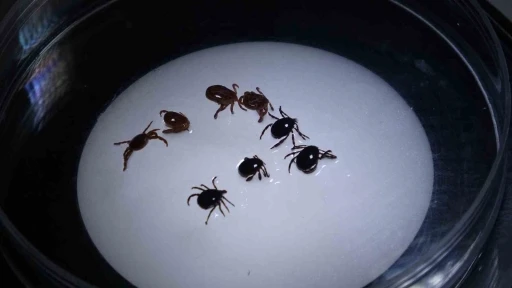Sivas’ta 8 kişiye KKKA tanısı konuldu, 1 kişi hayatını kaybetti
