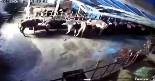 Sivas&rsquo;ta ahır &ccedil;&ouml;kt&uuml;, o anlar g&uuml;venlik kamerasına yansıdı
