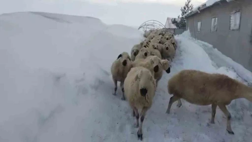Sivas&rsquo;ta kar kalınlığı yer yer 2 metreyi aştı, en &ccedil;ok hayvancılık yapanlar zorlandı
