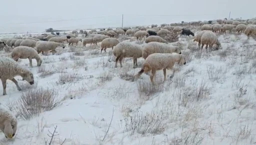 Sivas&rsquo;ta koyunlar kar altında kaldı, &ccedil;oban t&uuml;rk&uuml;leriyle ile mest etti
