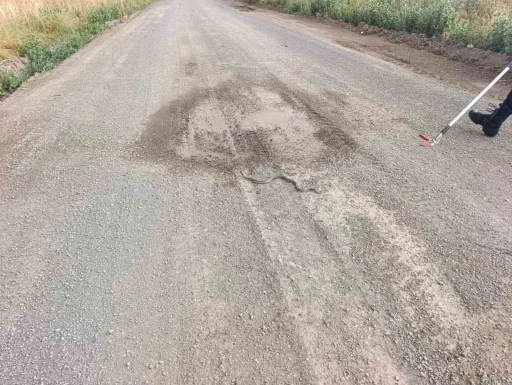 Sivas&rsquo;ta odun yığınlarının arasına giren yılan itfaiye ekiplerini harekete ge&ccedil;irdi
