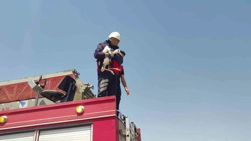 Sivas&rsquo;ta sıcaktan baygınlık ge&ccedil;iren leyleğin imdadına itfaiye ekipleri koştu
