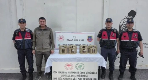 Sivas&rsquo;ta usuls&uuml;z ele ge&ccedil;irilen 4 keklik doğaya salındı
