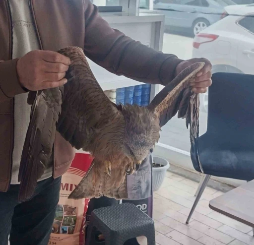 Sivas&rsquo;ta yaralı bulunan Kızıl şahin koruma altına alındı
