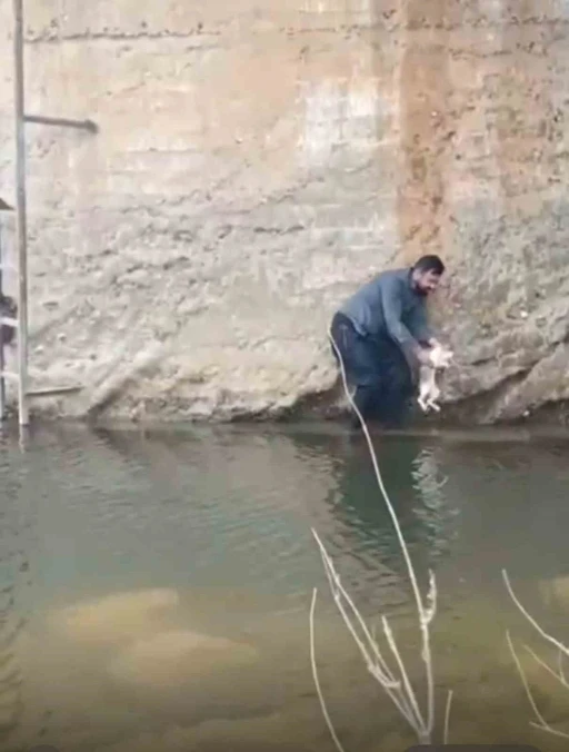 Siverek’te derede mahsur kalan kedi kurtarıldı
