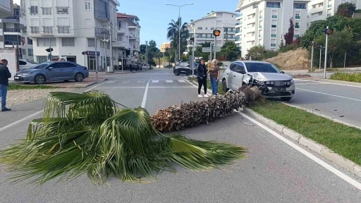 Şoförlük eğitimi yaparken refüjdeki palmiyeyi devirdi, kaza anı güvenlik kamerasına yansıdı
