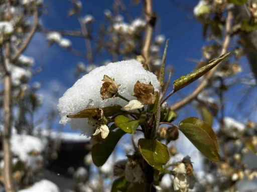 Soğuk hava ve yağışlar meyveyi olumsuz etkiledi, hububata can suyu oldu
