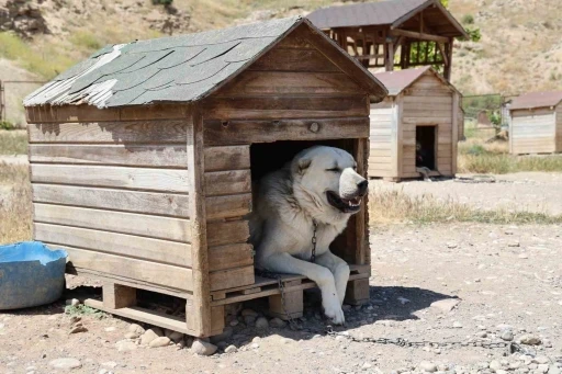 Soğuk havaya g&ouml;ğ&uuml;s geren Kangal k&ouml;pekleri sıcak yaz aylarında miskinleşiyor
