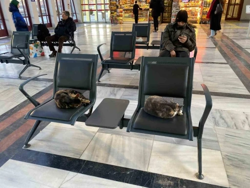 Soğuktan &uuml;ş&uuml;yen sokak kedileri tren garına ısındı
