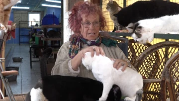 Marmaris'teki Sokak Kedilerinin Annesi İngiliz Jeannie Thirkill, Hayvan Rehabilitasyon Merkezi'nin Kapatılmasından Sonra Ula'da Arazi Kiralayarak Hayvanlara İyi Bakım Merkezi Hazırladı