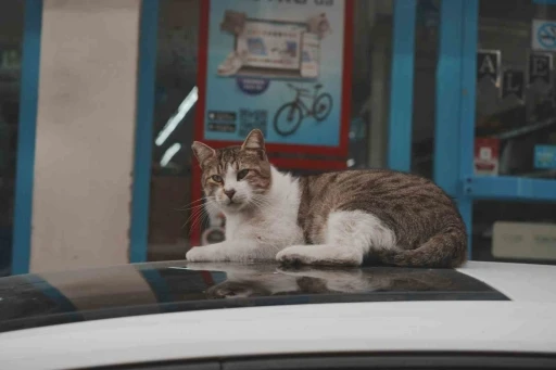 Sokak kedilerinin market mesaisi
