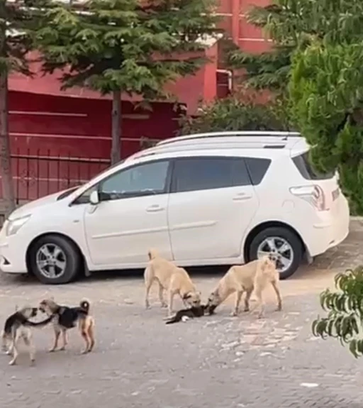 Sokak köpekleri kediye saldırdı
