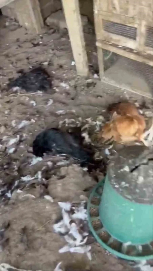 Sokak k&ouml;pekleri k&uuml;mese girdi, 30 tavuk telef oldu
