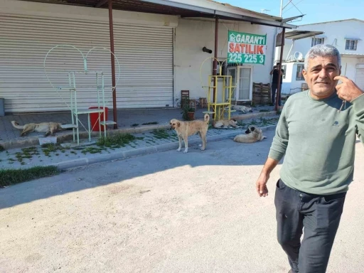 Sokak köpekleri tehlike saçıyor
