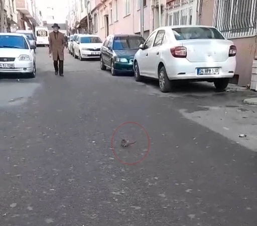 Sokakta fare paniği: &Ccedil;evreyi k&ouml;t&uuml; kokular sardı
