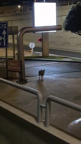 Sokakta gece gezintisi yapan tilki kameraya yakalandı: Kamerayı fark edince bakakaldı
