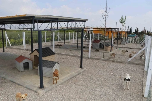 Söke Belediyesi iki aylık süreçte 170 hayvanın tedavi ve kısırlaştırmasını yaptı
