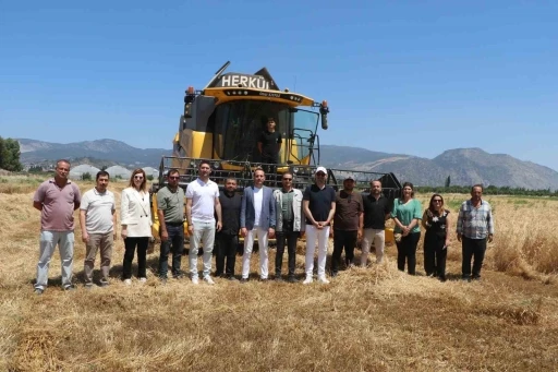 Söke Belediyesi’nde yeni sezonun buğday hasadı

