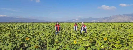 Söke’de 10 bin dekarlık alana ayçiçeği tohumu dağıtılacak

