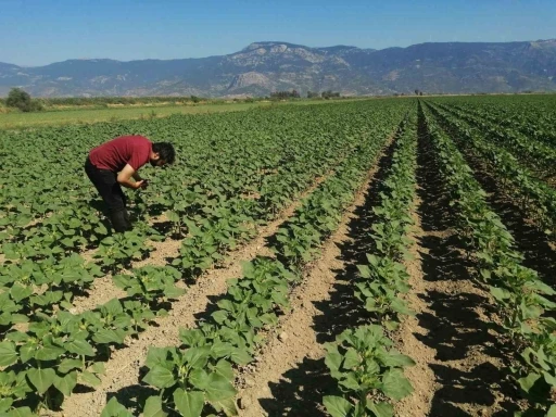 Söke’de ayçiçeği tarlaları taranıyor
