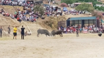 Söke’de boğa güreşi heyecanı
