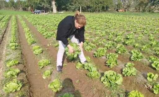 Söke’de gıda güvenliği için marul tarlalarında numune alındı
