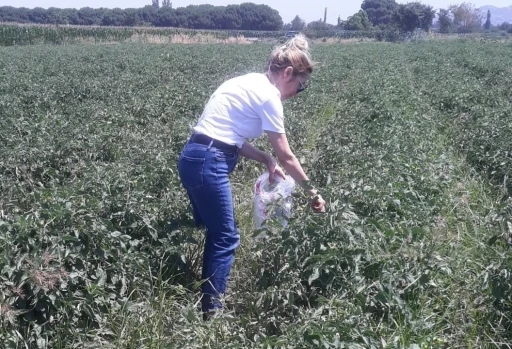 Söke’de hasat öncesi pestisit kontrolü yapıldı
