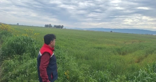 S&ouml;ke&rsquo;de hububat ekili araziler denetlendi
