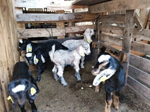 Söke’de küçükbaş hayvanlar aşılandı
