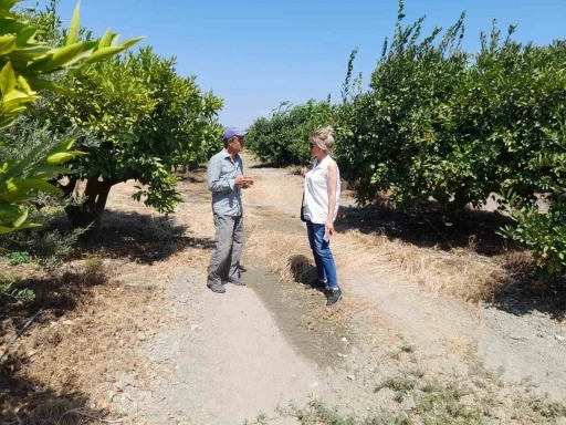 Söke’de narenciye bahçeleri kontrol edildi
